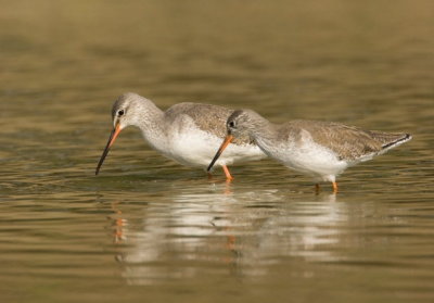 Spotted Redshank