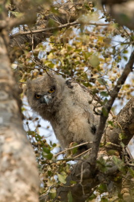 Dusky Eagle Owl