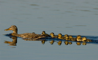 Mallard