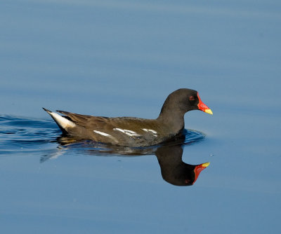 Moorhen