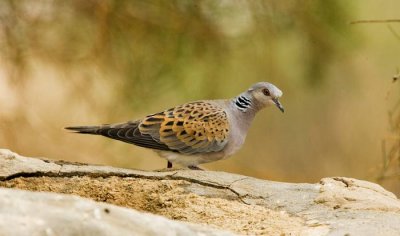 Turtle Dove