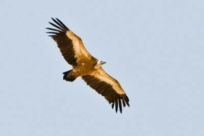 Griffon Vulture