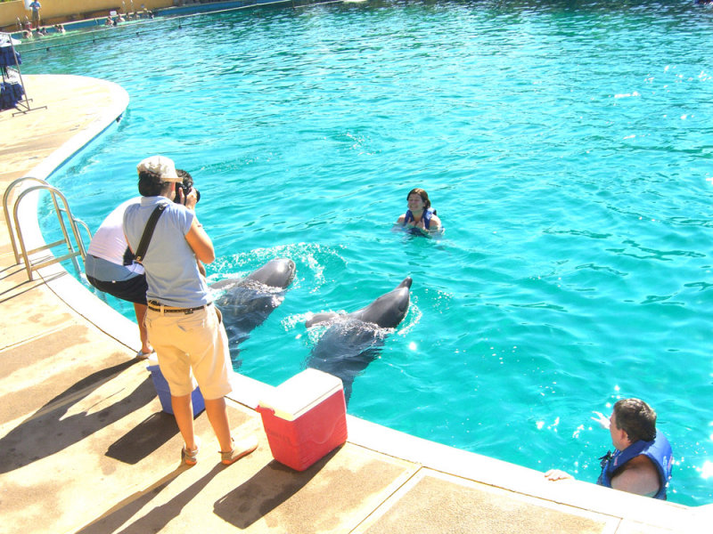 pv_dolphins5.jpg