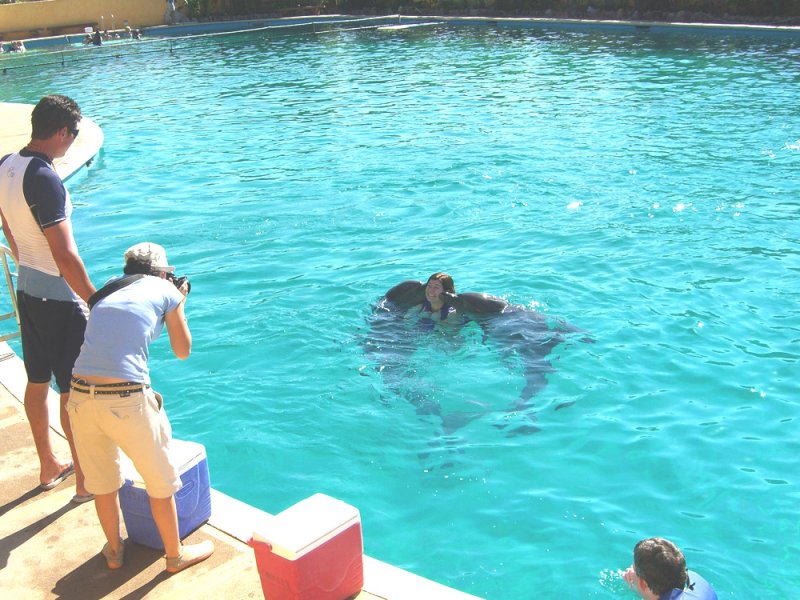 pv_dolphins6.jpg