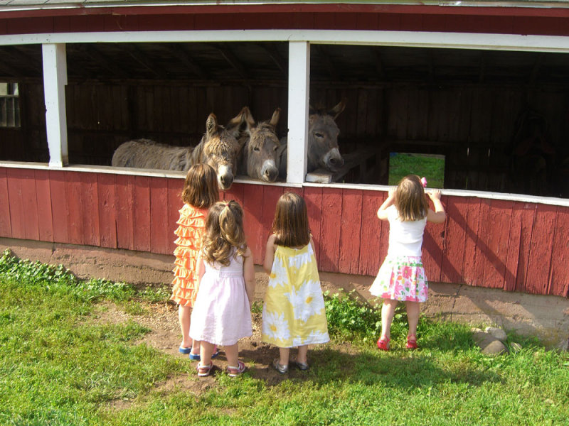 girls_donkeys.jpg