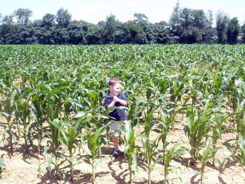 gavin_cornfield.jpg