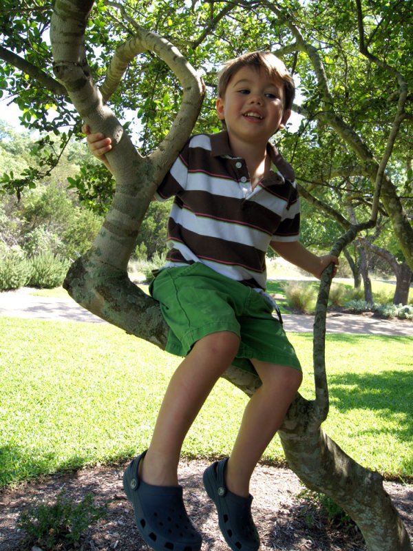 pj_tree.jpg