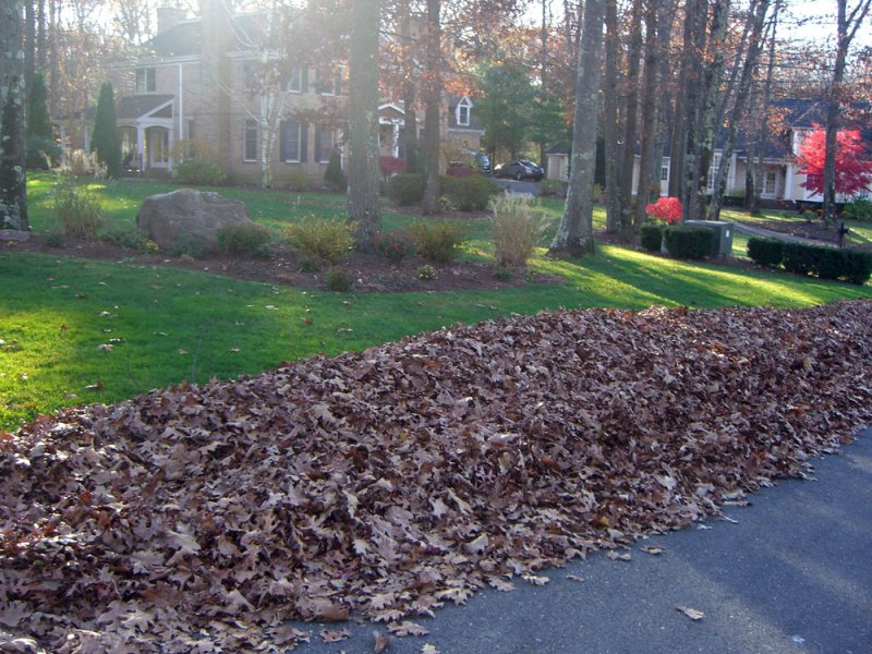 leave_pile_nov10.jpg