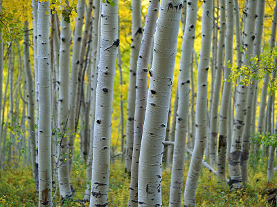 Ohio Pass Aspens