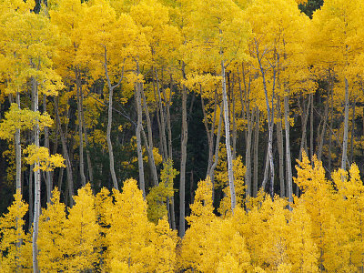 Aspens