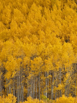 Cottonwood Pass Road