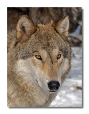 Colorado Wolf and Wildlife Center