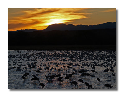 Sunset at the Bosque