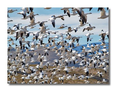 Snow Geese