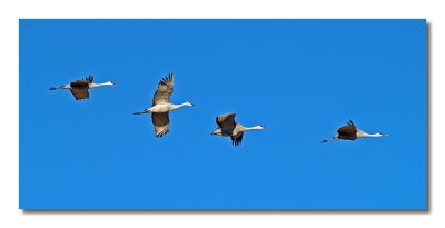 Flight of the Sandhill Cranes