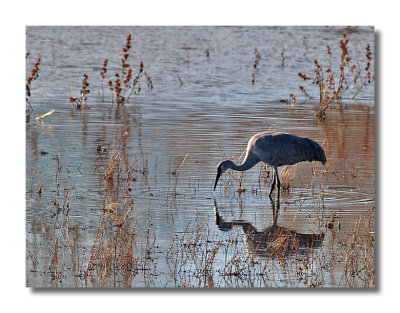 Reflected Crane