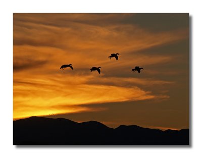 Snow Geese Silhouette