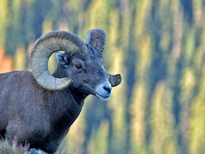 Bighorn Ram