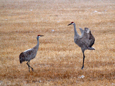 Dance of the Cranes