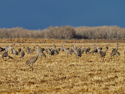 Feeding Cranes