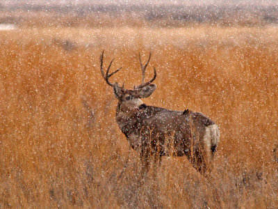 Mule Deer in Snow Storm