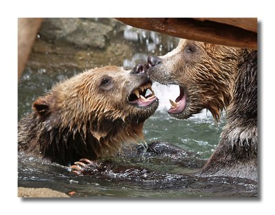 Grizzly Battle