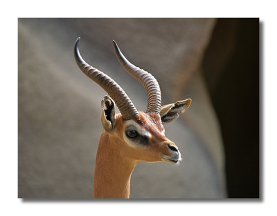 Gerenuk (Giraffe Antelope)