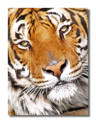 Tiger Detail