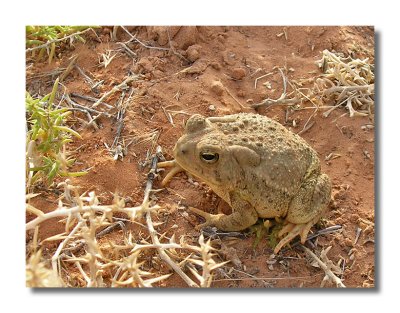 Lake Powell Toad