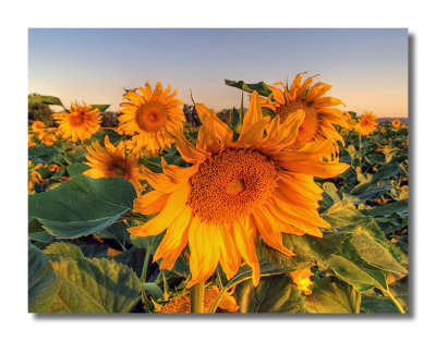 sunflowers-hdr-01d.jpg