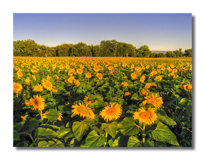 Sunflower Field