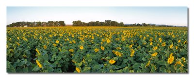 Sunflower Panorama