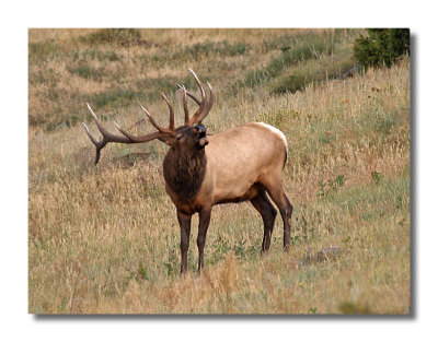 Elk Rut