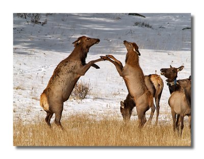 Elk Dance