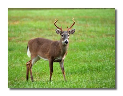 White-tailed Deer