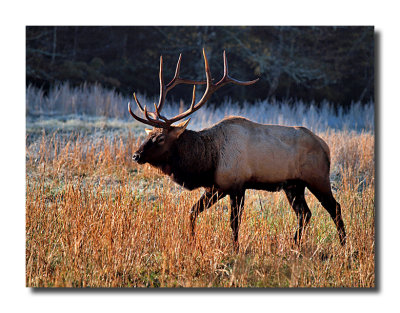 Bull Elk