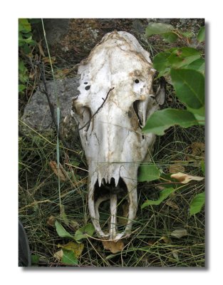 Elk Skull