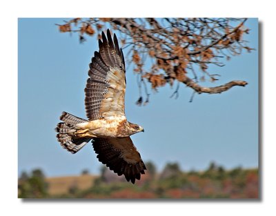 Red Tail Hawk in flight