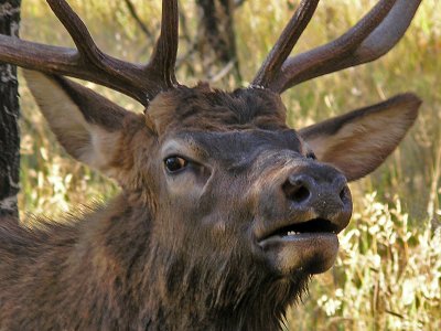 Bull Elk