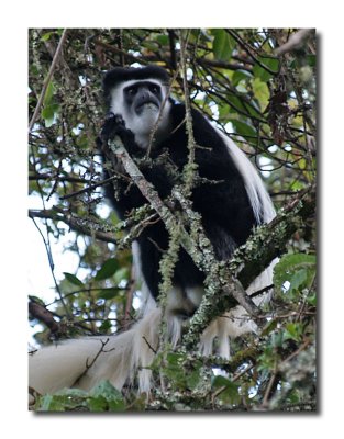 Black & White Colubus Monkey