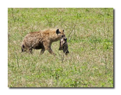 Hyena scavenges a meal