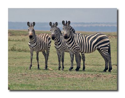 Zebra Trio
