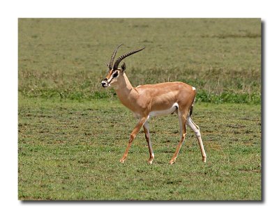 Grant's Gazelle