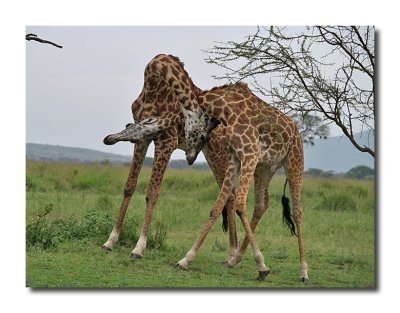 Giraffe Wars