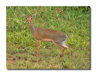 Dik Dik