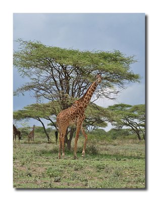 Giraffe and Umbrella Tree