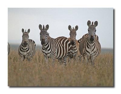 Zebras