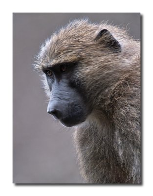 Savannah Baboon