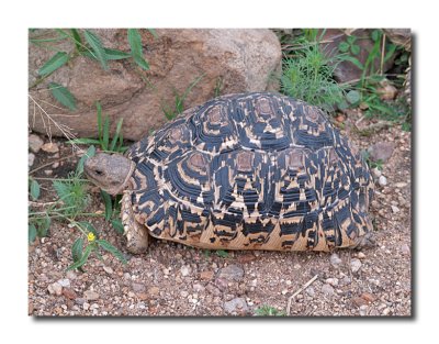Spotted Tortoise