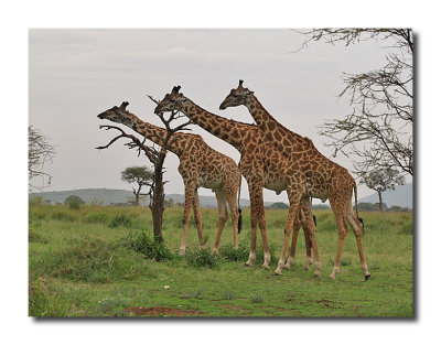 Young male giraffes